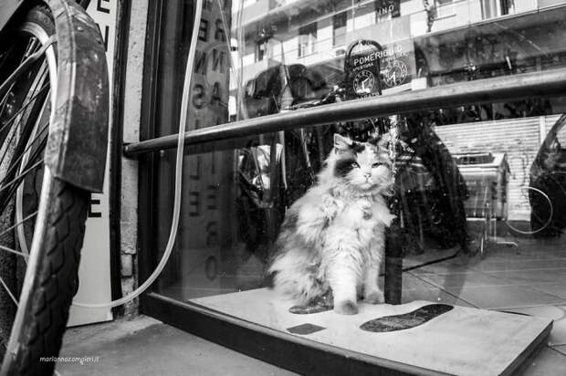8. Баффо в магазине велосипедов домашние животные, коты, кошка, кошка в магазине, кошки, фотопроект, черно-белая фотография, черно-белое фото