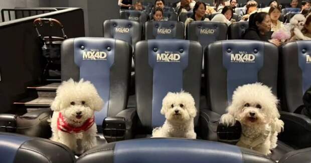 Китайские кинотеатры показали второй «Зверополис» собакам