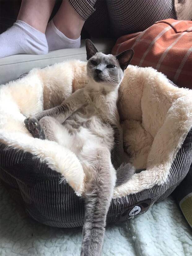Кошки, которые научились вести себя как люди