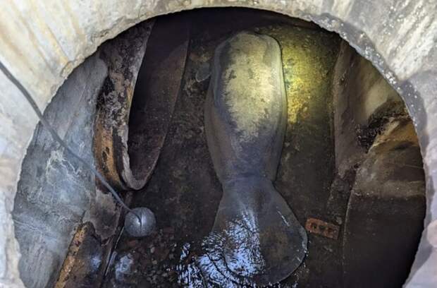 Во Флориде спасли ламантина, случайно застрявшего в ливневой канализации