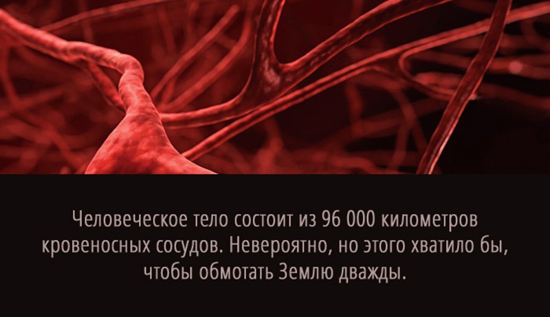 Интересные факты о крови