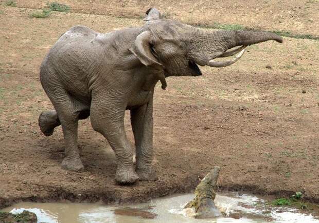 крокодил укусил слона за хобот, слон шёл пить воду укусил крокодил, слон крокодил хобот
