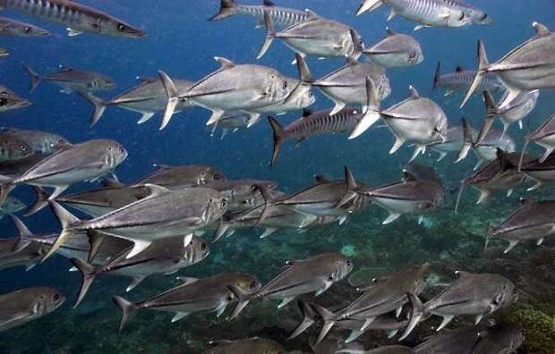 Каранкс-рыба-Описание-особенности-и-среда-обитания-рыбы-каранкс-3