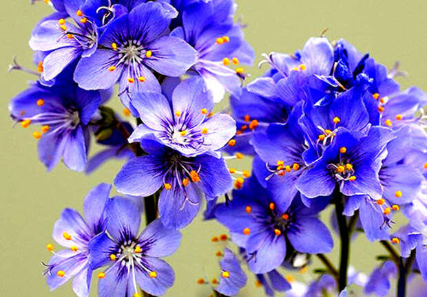 Цветение синюхи голубой