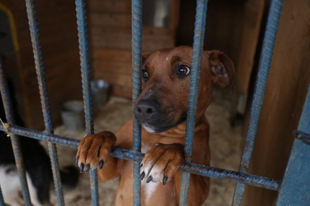 Фото: Звездный бульвар