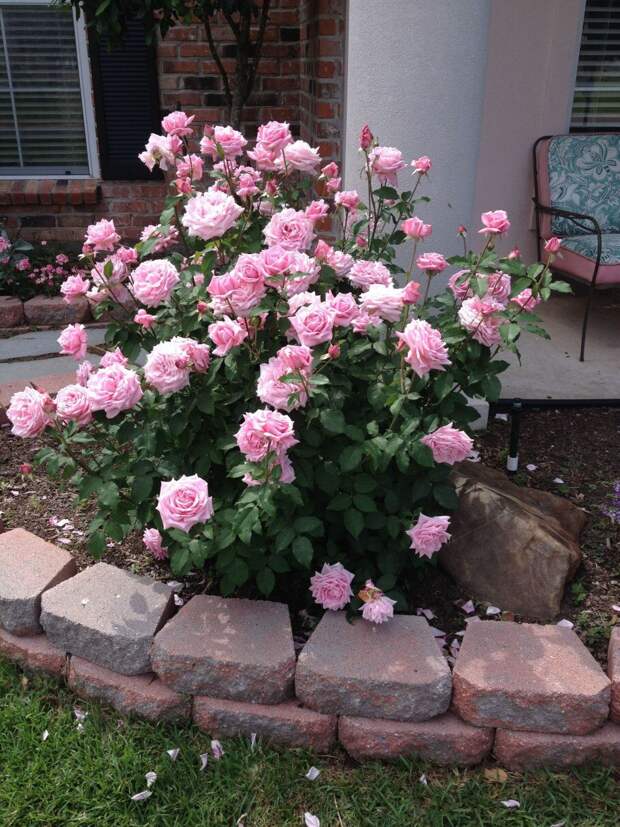3 секрета от садовников, чтобы вырастить шикарные розы всем на зависть