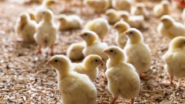 «Цыплят по осени считают»: почему бывает вредно радоваться еще не свершившемуся