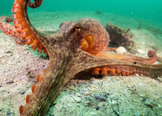 Самки австралийских осьминогов швырнули ил в назойливых ухажеров