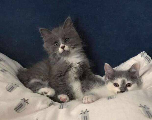 Без кота и жизнь не та