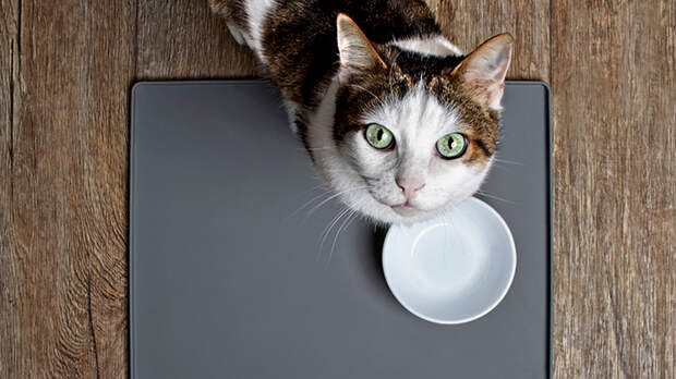Нас и здесь неплохо кормят: Санкции против русских кошек