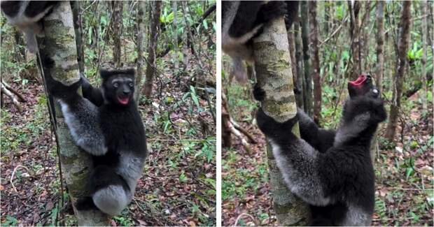 Самые большие лемуры на планете: как выглядят и звучат индри