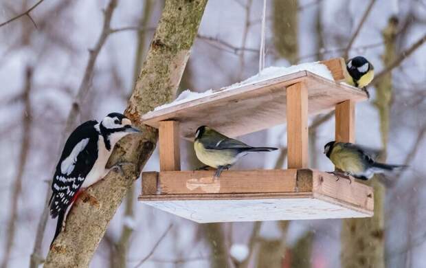 Устройте праздник пернатым соседям