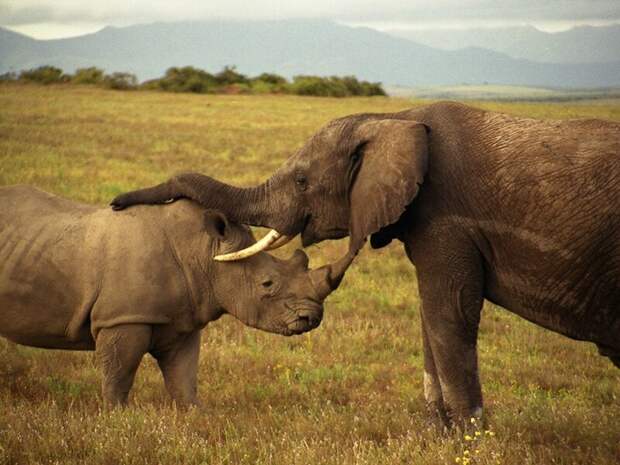 Слон убил браконьера на глазах у его друзей Слон убил браконьера из-за носорога, животные, заповедник Крюгер, юар