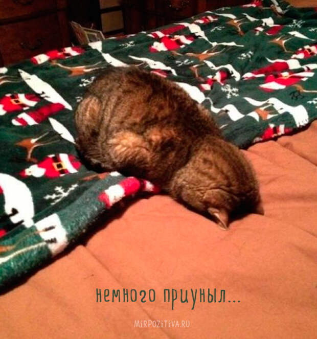кот устал кот устал