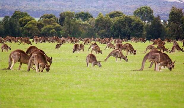 Съедают все на своем пути. |Фото: ryba-love.ru.