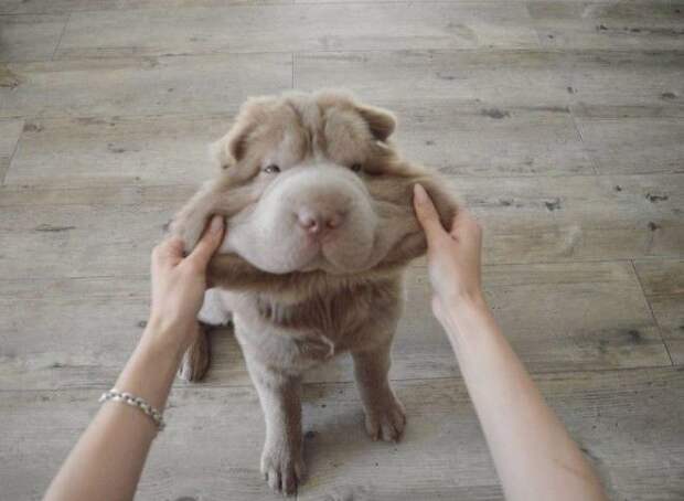 Squishy Dog Cheeks