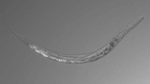 В США обнаружены странные черви-экстремофилы