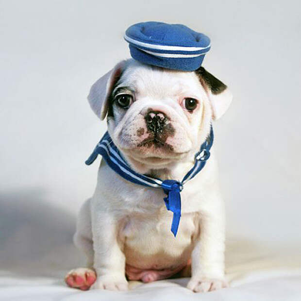 Puppy-Sailor