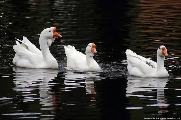 8 ������ 2019 ����/ � 1939 ���� �� �������� ��������� ������ ��������� �������������� ������� � ������� ������� ���������, � �� ������ ��������� ������, ��������� ���� ��� �������������� ������.-80