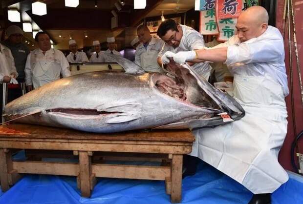 Голубой тунец весом 276 килограммов и ценой просто космос