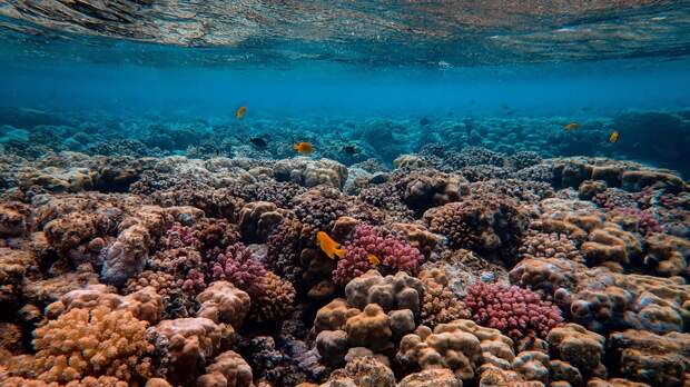 Австралийские океанологи предрекли исчезновение 94% кораллов к 2050 году