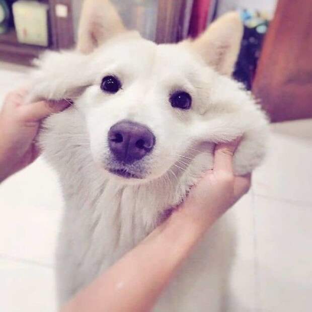 Squishy Dog Cheeks