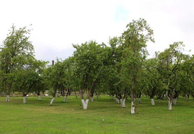 Урожай яблок на Кубани сократился на 10 процентов из-за весенних заморозков