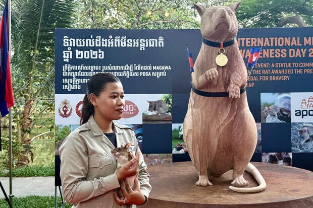 BBC: в Камбодже поставили памятник крысе-саперу, нашедшей более 100 мин