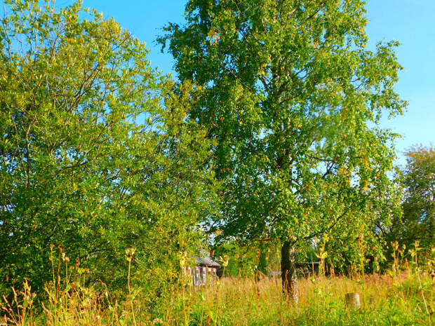 Матушка Немного юмора