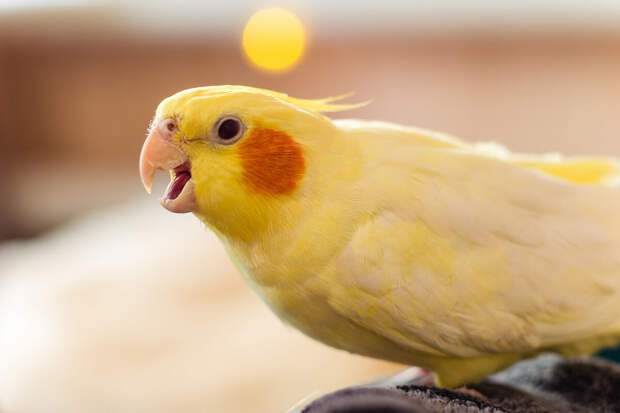 В США мужчина попал под суд за издевательства над попугаем