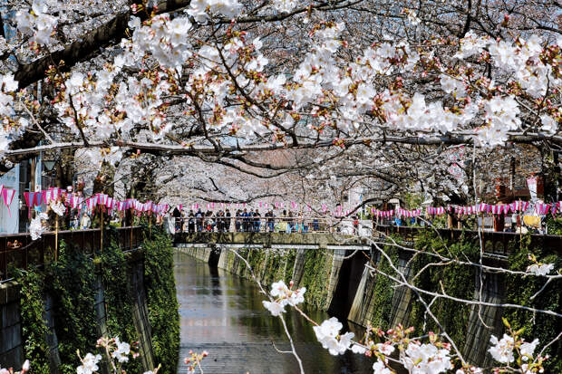 Люди смотрят на цветущую вищню с моста через реку Мегуро в Токио