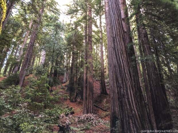 Из первых уст: Заблудиться в трёх секвойях, или Прогулка по парку Big Basin
