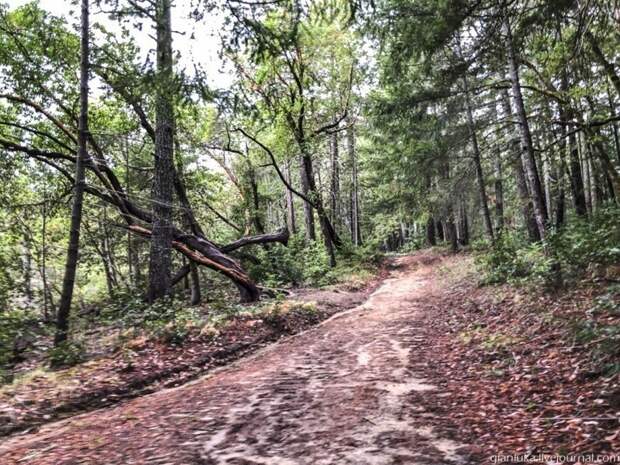 Из первых уст: Заблудиться в трёх секвойях, или Прогулка по парку Big Basin