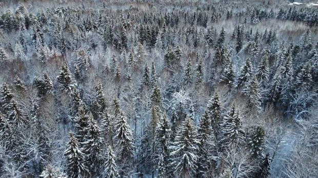 В красноярской тайге нашли тела мужчины и его четырехлетнего сына