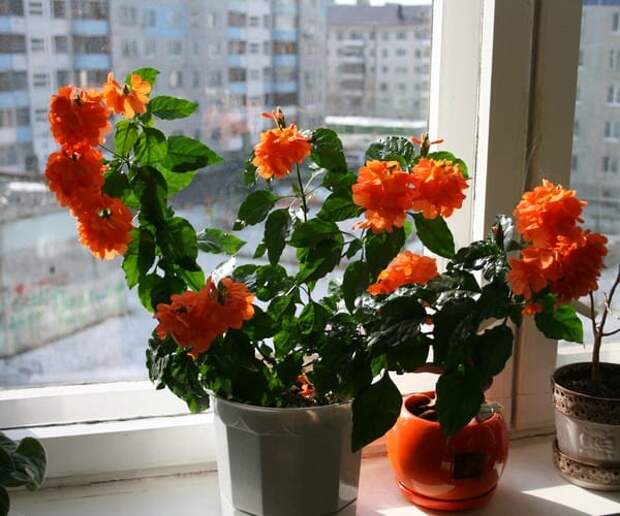 Цветок «Кроссандра»: описание, уход в домашних условиях