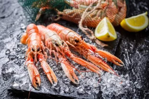 Морские неженки. Чем лангустины отличаются от креветок