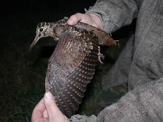 Вальдшнеп птица. Трофейное перо вальдшнепа. Вальдшнеп – scolopax rusticola. Трофейное перо вальдшнепа. Вальдшнеп самец и самка.
