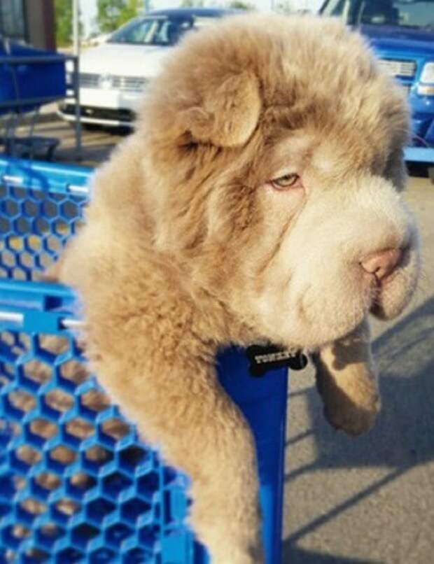 Собака на шопинге Пес в корзинке