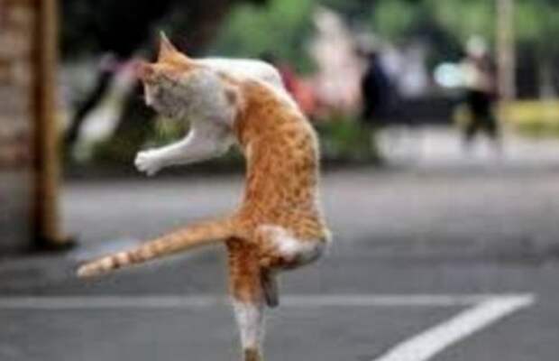 Кошки, которые танцуют, как Майкл Джексон (10 фото)