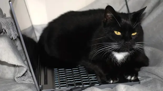 Аналитики назвали популярные поисковые запросы россиян о домашних животных