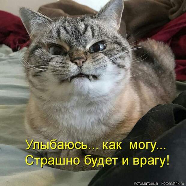 Лучшие котоматрицы недели (50 фото)