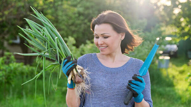 Как прорастить лук весной и получить головки по 500 г — секретная техника, которую не все знают