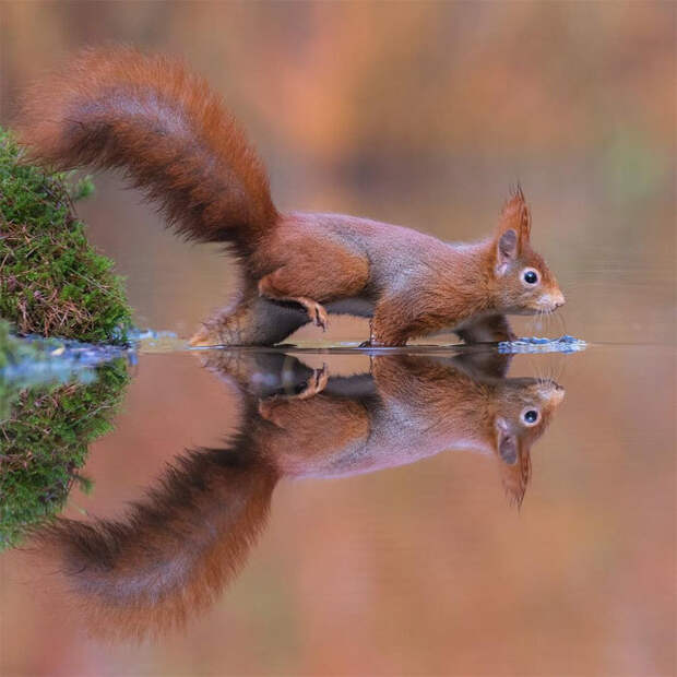Что происходит в природе, когда никто не видит: 20 изумительных фото Дика ван Дуйна