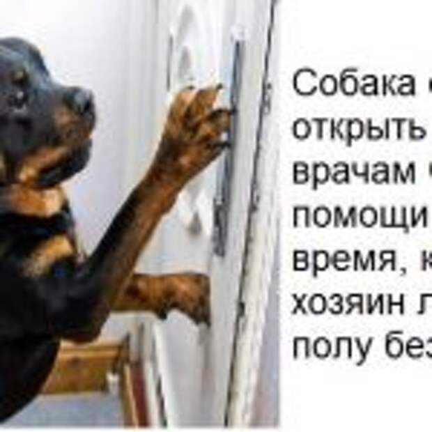 Собка-герой спасла жизнь своему хозяину, открыв дверь врачам скорой помощи! Хозяин лежал на полу без сознания…