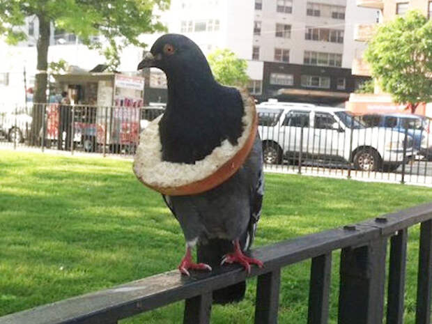 Хлебные ожерелья как символ благосостояния среди голубей