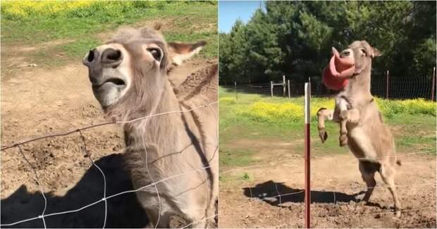 Осел пришел в восторг от новой игрушки Радость, видео, животные, осел, реакция
