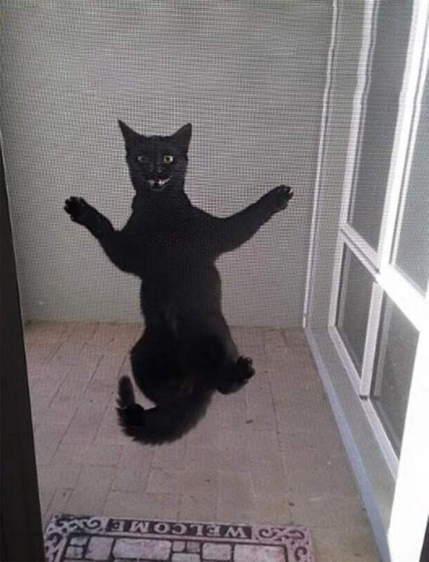 Фотография: Притяженья больше нет: 30 котиков, которые плевать хотели на законы физики №8 - BigPicture.ru