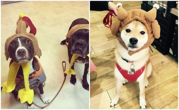 25 забавных фото собак в костюмах индейки на День благодарения день благодарения, животные, забавно, мило, мимиметр, питомцы, смешно, собаки