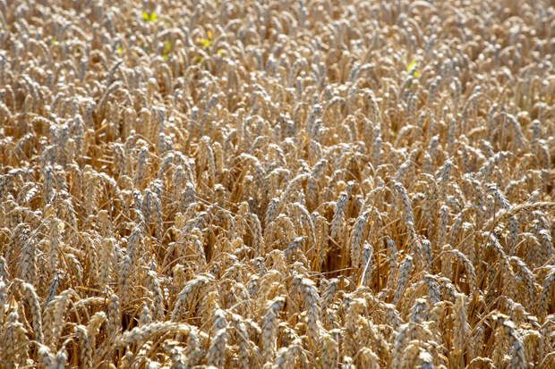 Россельхознадзор отозвал декларацию на партию пшеницы Тульского производителя