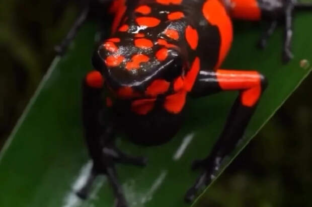 Токсиколог Ринк рассказал про упомянутый Захаровой яд эквадорской лягушки